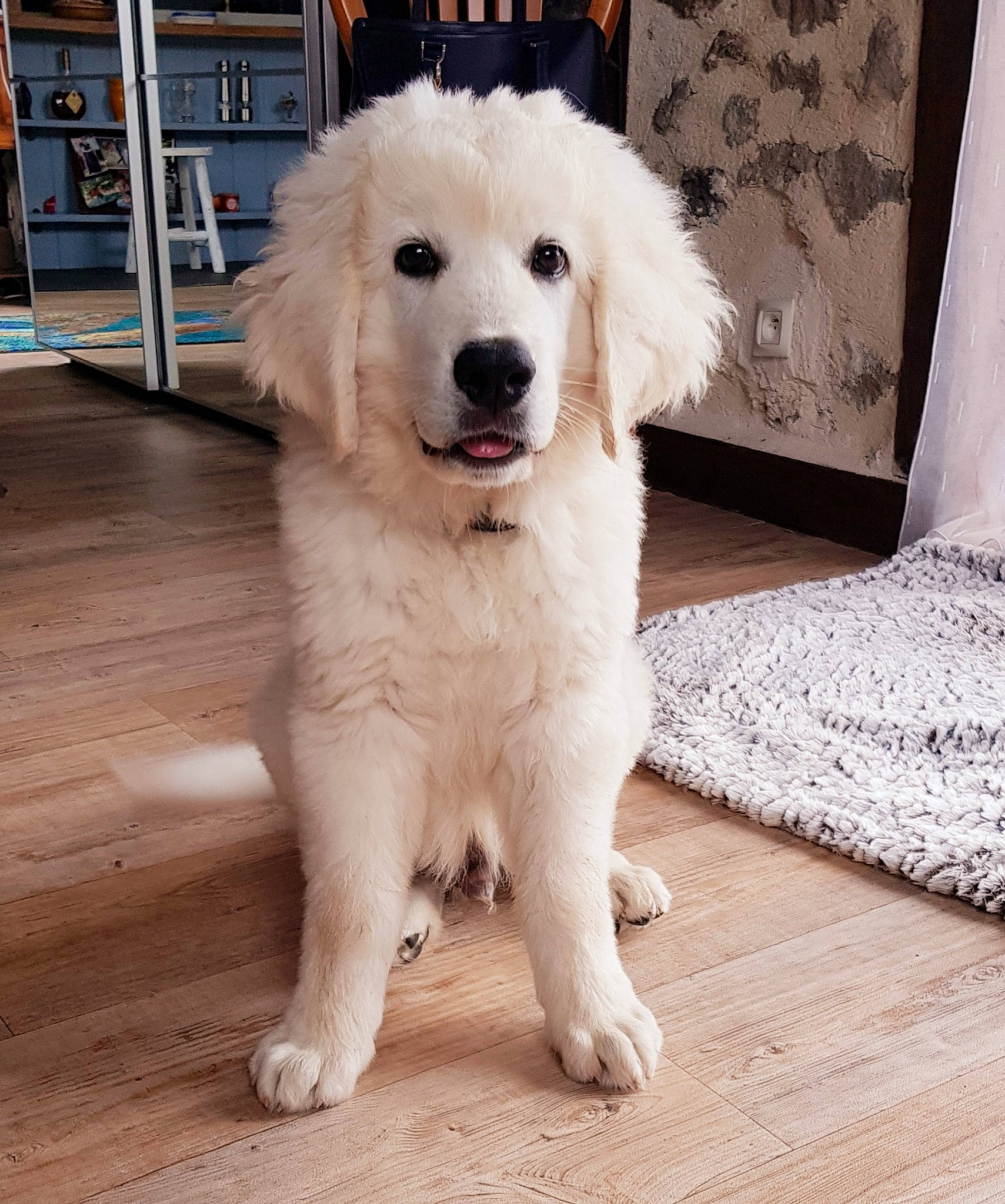 Spei participe au concours pour gagner de l'argent avec cette photo : bookcase, carnivore, companion_dog, dog, dog_breed, flooring, fur, happy, hardwood, non_sporting_group, plank, shelf, sporting_group, varnish, wood, wood_flooring, wood_stain, working_animal, working_dog