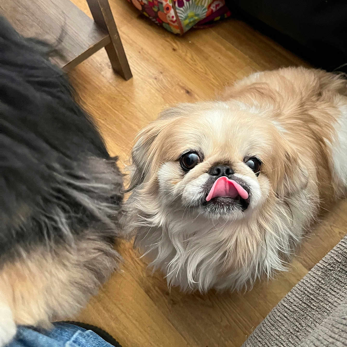 Jonne is registered to the contest to win money with this photo: adorable, animal, canine, closeup, colorful_bag, companion, cute, dog, domestic_animal, flooring, fluffy, friendly, fur, indoor, looking_up, pet, playful, small_dog, tongue, wooden_floor