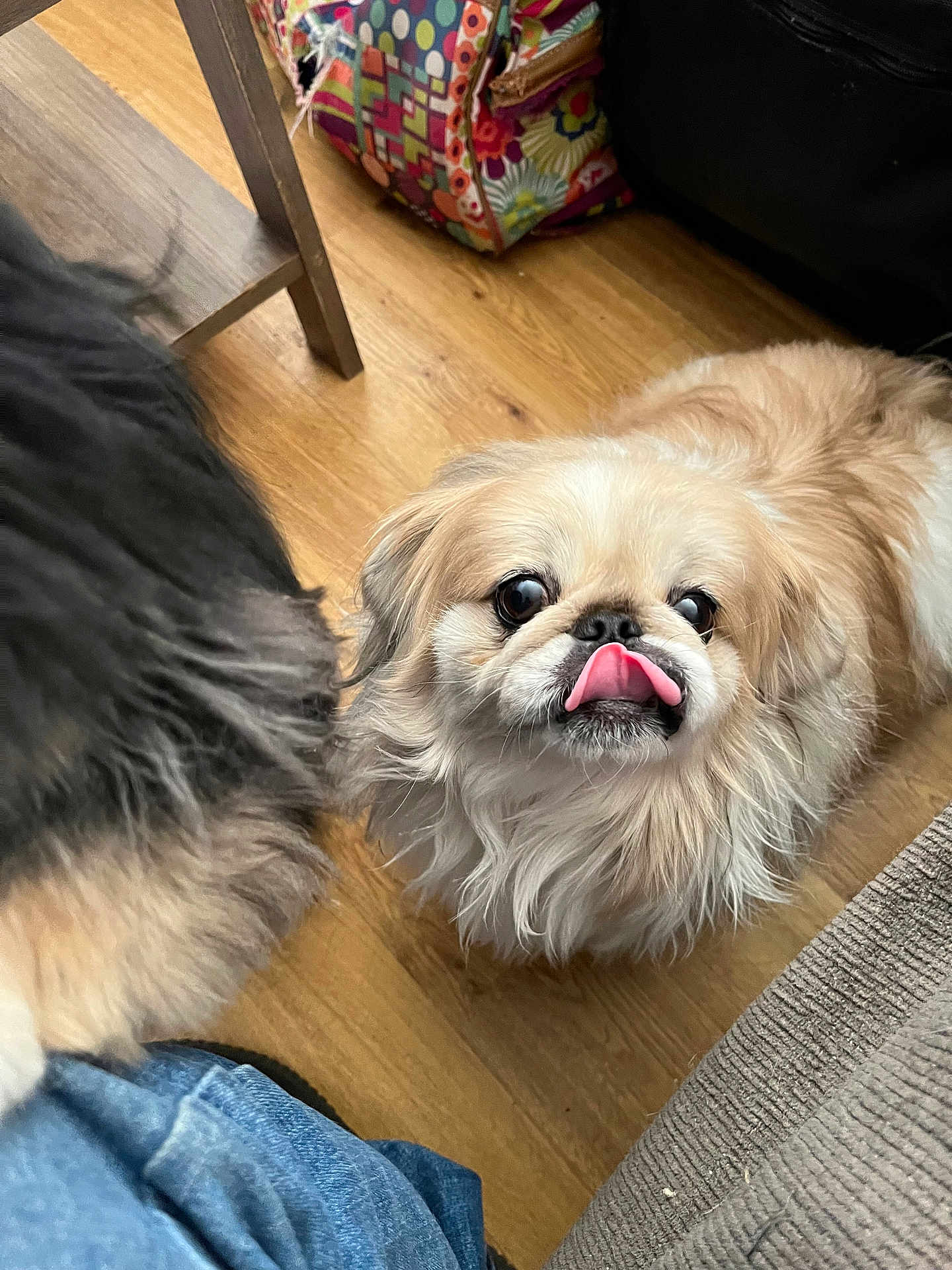Jonne is registered to the contest to win money with this photo: adorable, animal, canine, closeup, colorful_bag, companion, cute, dog, domestic_animal, flooring, fluffy, friendly, fur, indoor, looking_up, pet, playful, small_dog, tongue, wooden_floor