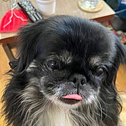 Justice Lucas joined the competition — help win amazing prizes! dog, close_up, black_fur, white_fur, tongue_out, pet, indoor, table, remote_control, water_bottle, drink_cup, fur, face, cute, animal, household, domestic_animal, portrait, small_dog, whiskers