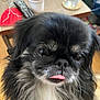 dog, close_up, black_fur, white_fur, tongue_out, pet, indoor, table, remote_control, water_bottle, drink_cup, fur, face, cute, animal, household, domestic_animal, portrait, small_dog, whiskers