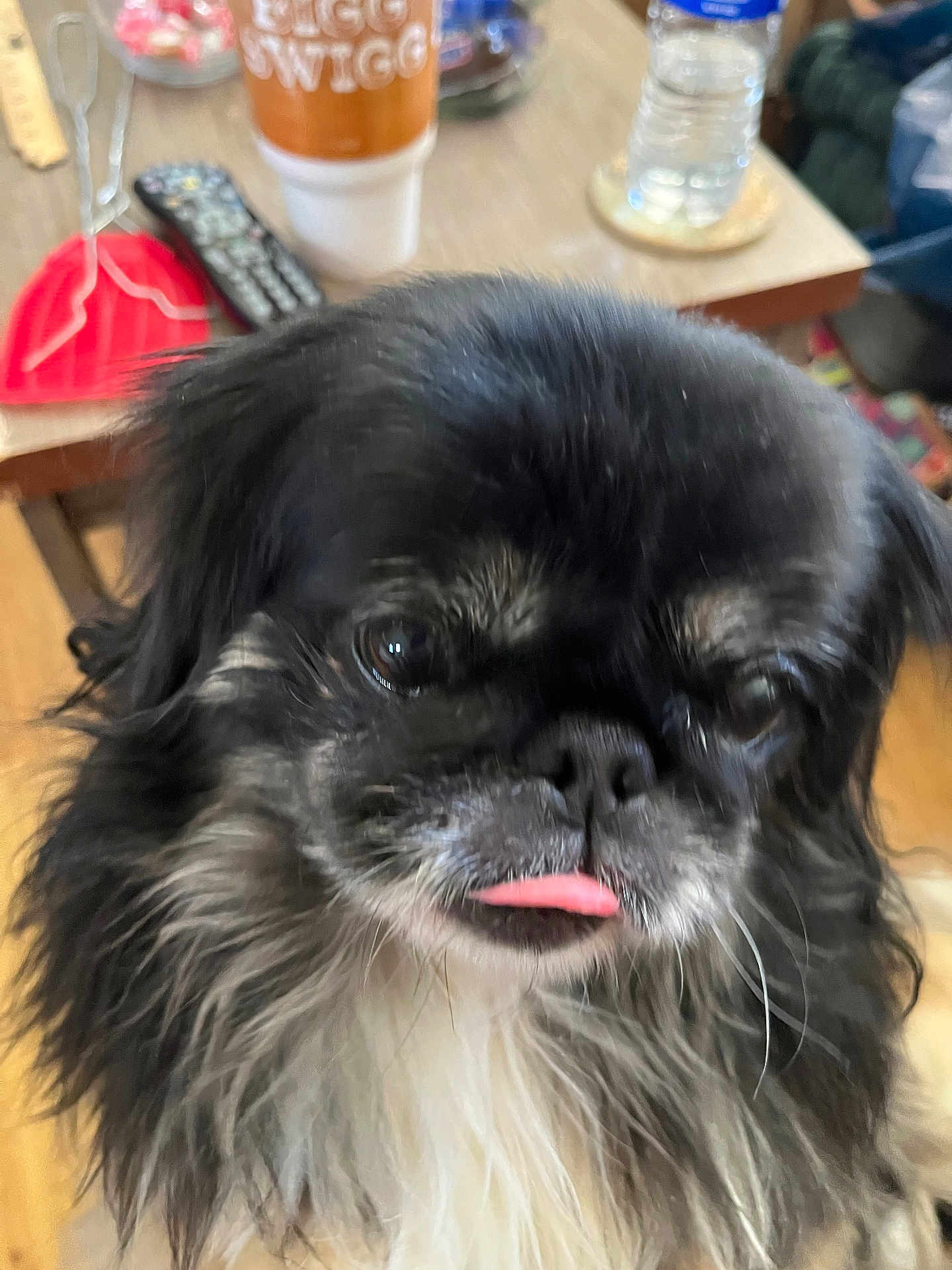 Justice Lucas joined the competition — help win amazing prizes! dog, close_up, black_fur, white_fur, tongue_out, pet, indoor, table, remote_control, water_bottle, drink_cup, fur, face, cute, animal, household, domestic_animal, portrait, small_dog, whiskers