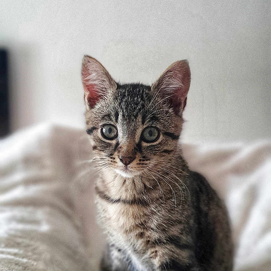 Ticha participe au concours pour gagner de l'argent avec cette photo : abyssinian, animal, bed, blanket, cat, furniture, kitten, manx, pet
