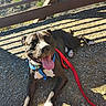 blue_harness, bridge, closeup, dog, gravel, happy, harness, leash, nature, outdoor, paws, pet, pitbull, playful, portrait, red_leash, shadow, smiling, sunlight, tongue_out