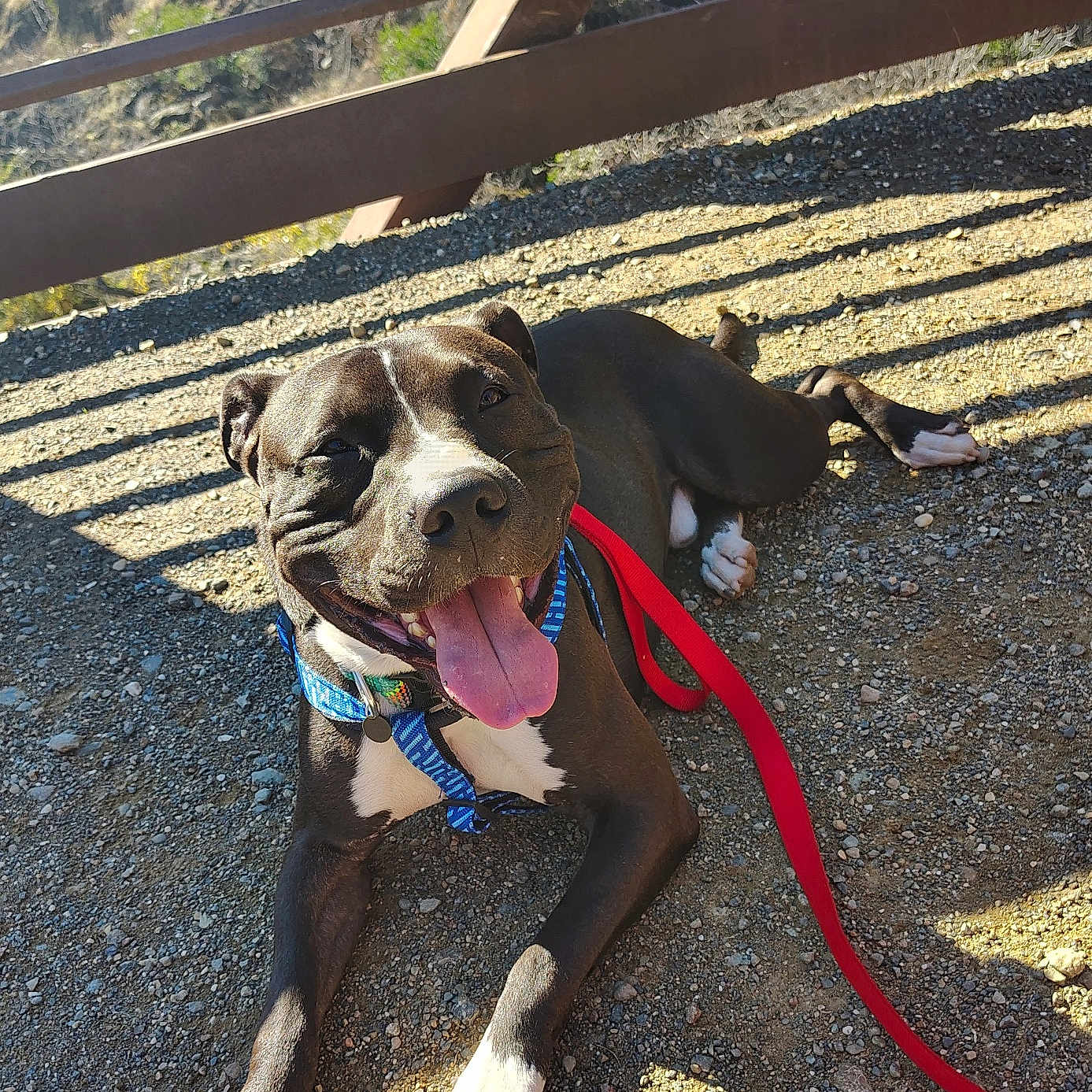 Hermit is registered to the contest to win money with this photo: blue_harness, bridge, closeup, dog, gravel, happy, harness, leash, nature, outdoor, paws, pet, pitbull, playful, portrait, red_leash, shadow, smiling, sunlight, tongue_out