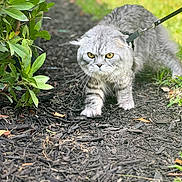 Geyson joined the competition — help win amazing prizes! cat, gray_cat, yellow_eyes, leash, harness, outdoor, garden, mulch, greenery, plant, grass, pet, animal, walking, fur, close_up, determined, nature, small_animal, curious