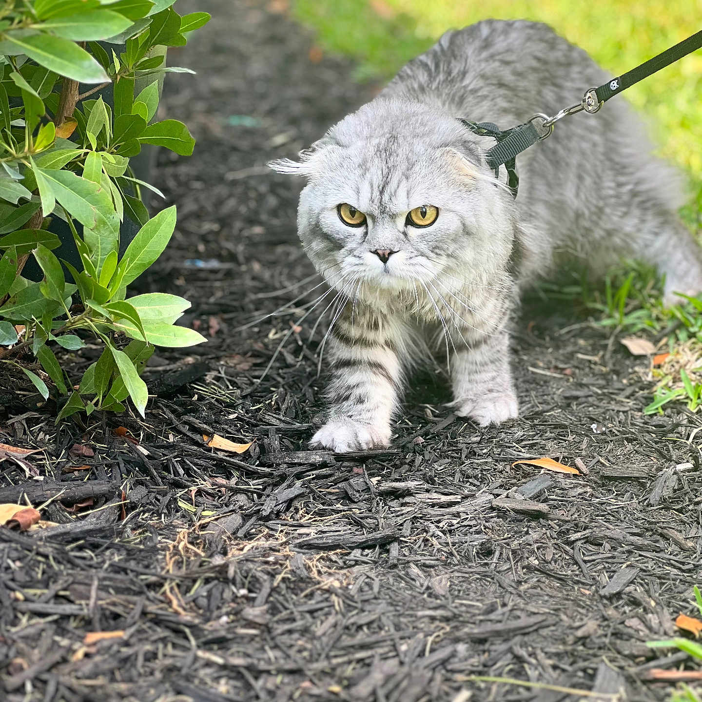 Geyson joined the competition — help win amazing prizes! animal, cat, close_up, curious, determined, fur, garden, grass, gray_cat, greenery, harness, leash, mulch, nature, outdoor, pet, plant, small_animal, walking, yellow_eyes