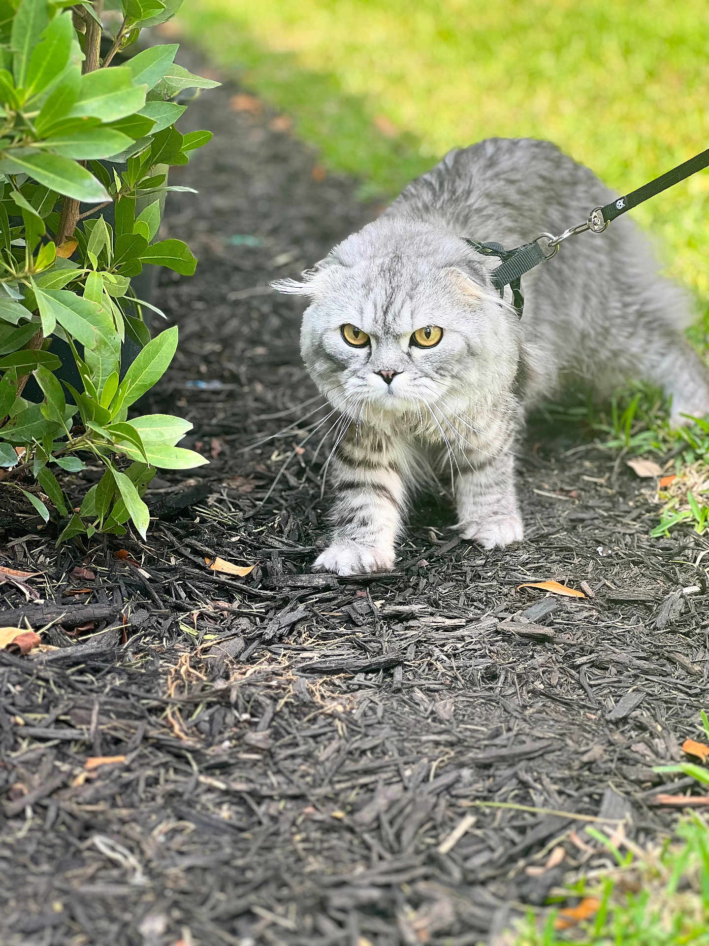 Geyson joined the competition — help win amazing prizes! cat, gray_cat, yellow_eyes, leash, harness, outdoor, garden, mulch, greenery, plant, grass, pet, animal, walking, fur, close_up, determined, nature, small_animal, curious