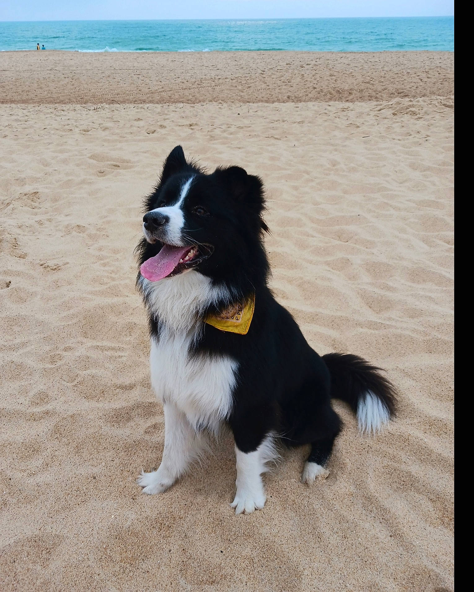 Moreno participe au concours pour gagner de l'argent avec cette photo : beach, bernese_mountain_dog, border_collie, canidae, carnivore, collar, companion_dog, dog, dog_breed, fur, herding_dog, ocean, paw, sky, snout, sporting_group, tail, water, working_animal, working_dog