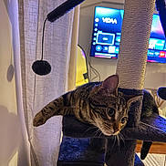 Muezza participe au concours pour gagner de l'argent avec cette photo : cat, tabby, cat_tree, indoor, pet, feline, curious, paw, fur, whiskers, ear, home, living_room, curtain, television, furniture, scratching_post, relaxed, resting, animal