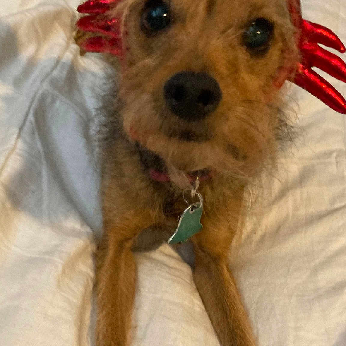 Rebel
