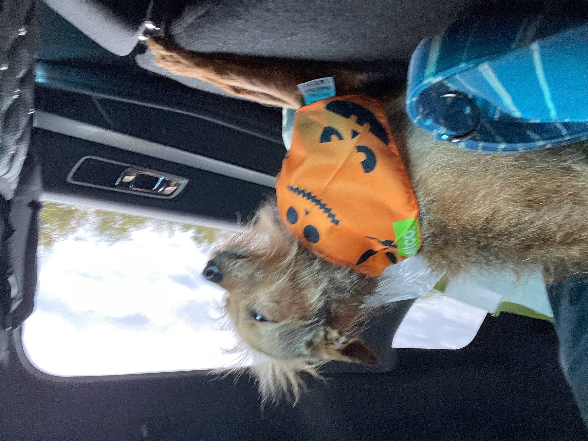 Rebel joined the competition — help win amazing prizes! auto_part, automotive_exterior, automotive_lighting, automotive_window_part, car, family_car, fashion_accessory, feather, fun, fur, hat, mammal, motor_vehicle, personal_protective_equipment, selfie, snout, stuffed_toy, vehicle_door, vertebrate, windshield