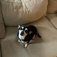 Buttercup joined the competition — help win amazing prizes! dog, small_dog, black_and_white, pet, cute, couch, indoor, furniture, canine, animal, looking_up, curious, sitting, cozy, home, domestic, expression, fur, ears, tail