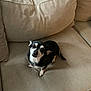 dog, small_dog, black_and_white, pet, cute, couch, indoor, furniture, canine, animal, looking_up, curious, sitting, cozy, home, domestic, expression, fur, ears, tail