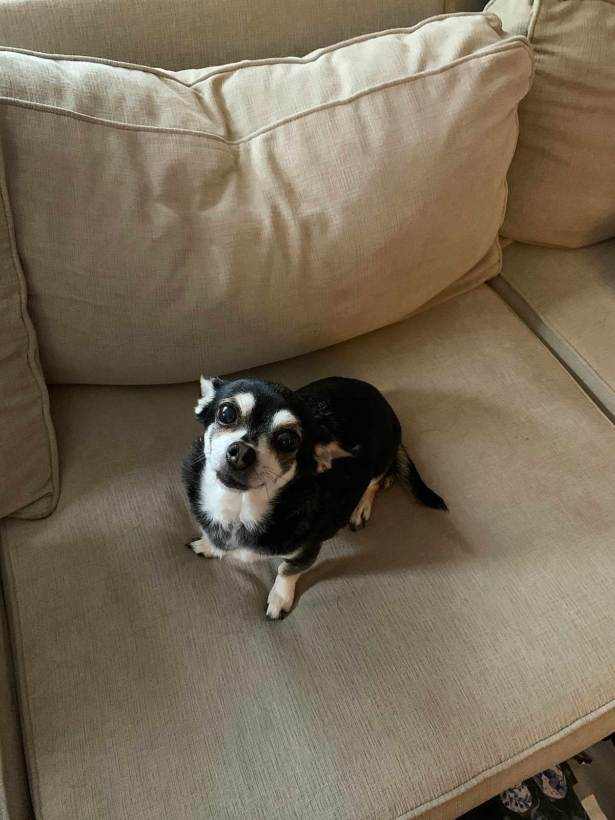 Buttercup joined the competition — help win amazing prizes! dog, small_dog, black_and_white, pet, cute, couch, indoor, furniture, canine, animal, looking_up, curious, sitting, cozy, home, domestic, expression, fur, ears, tail