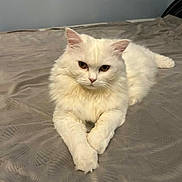 Bianca a rejoint le concours — aidez-le/la à gagner de superbes lots ! cat, white_cat, fluffy, pet, indoor, bed, bedspread, feline, animal, relaxed, cute, fur, whiskers, ears, paws, resting, looking, portrait, domestic_cat, house_pet