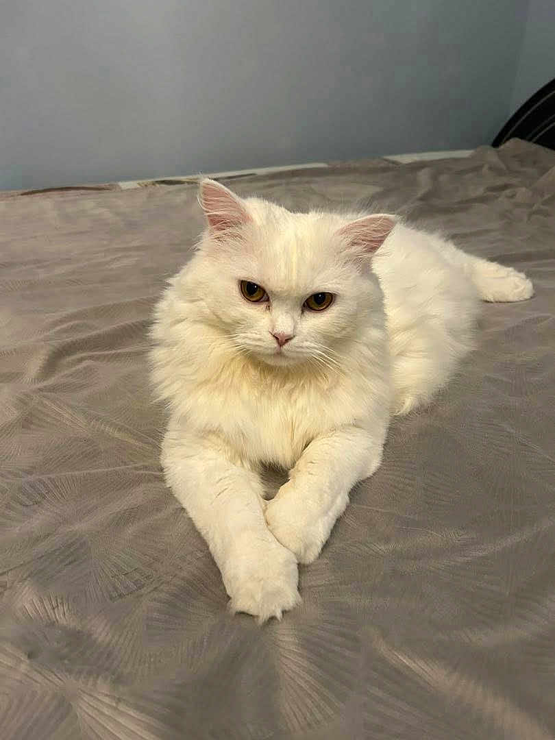 Bianca a rejoint le concours — aidez-le/la à gagner de superbes lots ! cat, white_cat, fluffy, pet, indoor, bed, bedspread, feline, animal, relaxed, cute, fur, whiskers, ears, paws, resting, looking, portrait, domestic_cat, house_pet