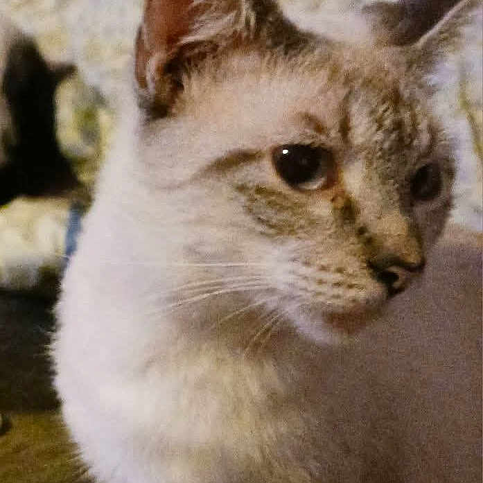 Smokey joined the competition — help win amazing prizes! cat, animal, pet, indoor, couch, feline, fur, blue_eyes, curious, sitting, mammal, whiskers, domestic_animal, cozy, blanket, relaxed, portrait, closeup, striped, indoor_lighting