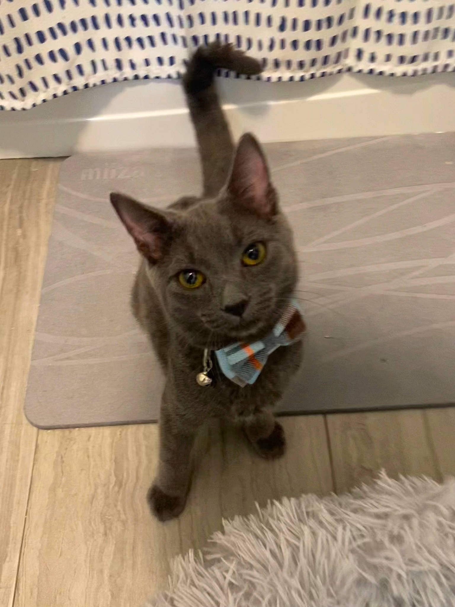 Milo is registered to the contest to win money with this photo: black_cat, carnivore, cat, cat_supply, chartreux, domestic_short_haired_cat, fawn, felidae, flooring, fur, grey, hardwood, mesh, paw, russian_blue, small_to_medium_sized_cats, snout, tail, terrestrial_animal, whiskers