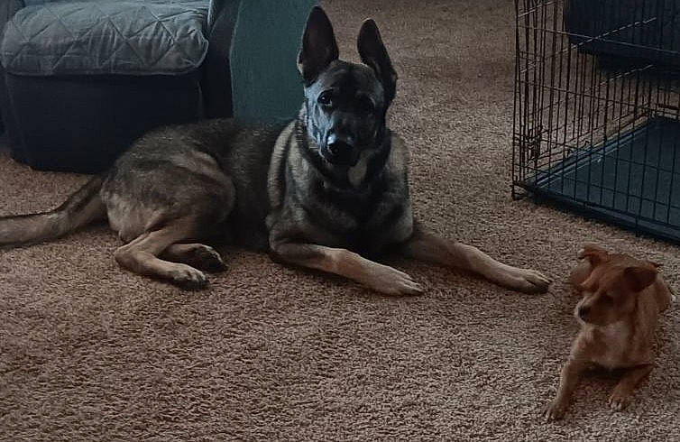 Chase joined the competition — help win amazing prizes! animal_shelter, canidae, carnivore, companion_dog, dog, dog_breed, fawn, fur, grey, non_sporting_group, paw, pet_supply, pillow, snout, sporting_group, tail, terrestrial_animal, whiskers, wildlife, working_dog