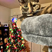 Zena joined the competition — help win amazing prizes! animal, blurred_background, cat, cat_tree, christmas_lights, christmas_tree, closeup, colorful, cozy, feline, festive, furniture, holiday_decor, home, indoor, ornaments, pet, plush, relaxed, tortoiseshell_cat