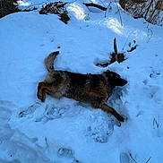 dog, snow, outdoor, animal, winter, playful, fur, nature, cold, paw_prints, rolling, canine, forest, daylight, ground, leafless_branches, footwear, trunk, winter_clothing, recreation