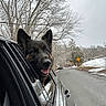Boston joined the competition — help win amazing prizes! dog, german_shepherd, car, window, road, winter, snow, trees, outdoor, animal, pet, canine, nature, landscape, vehicle, happy, road_sign, sky, seasonal, daytime