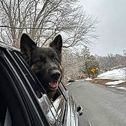 dog, german_shepherd, car, window, road, winter, snow, trees, outdoor, animal, pet, canine, nature, landscape, vehicle, happy, road_sign, sky, seasonal, daytime