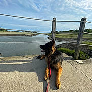 dog, german_shepherd, river, water, sky, clouds, grass, concrete, leash, wooden_post, rope, outdoor, nature, peaceful, sunlight, shadow, animal, landscape, calm, pet