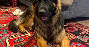 Boston joined the competition — help win amazing prizes! dog, german_shepherd, party_hat, carpet, rug, indoor, living_room, furniture, couch, lamp, leash, red, patterned, cozy, pet, animal, canine, decor, relaxed, playful