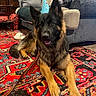 dog, german_shepherd, party_hat, carpet, rug, indoor, living_room, furniture, couch, lamp, leash, red, patterned, cozy, pet, animal, canine, decor, relaxed, playful