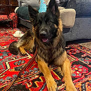 dog, german_shepherd, party_hat, carpet, rug, indoor, living_room, furniture, couch, lamp, leash, red, patterned, cozy, pet, animal, canine, decor, relaxed, playful