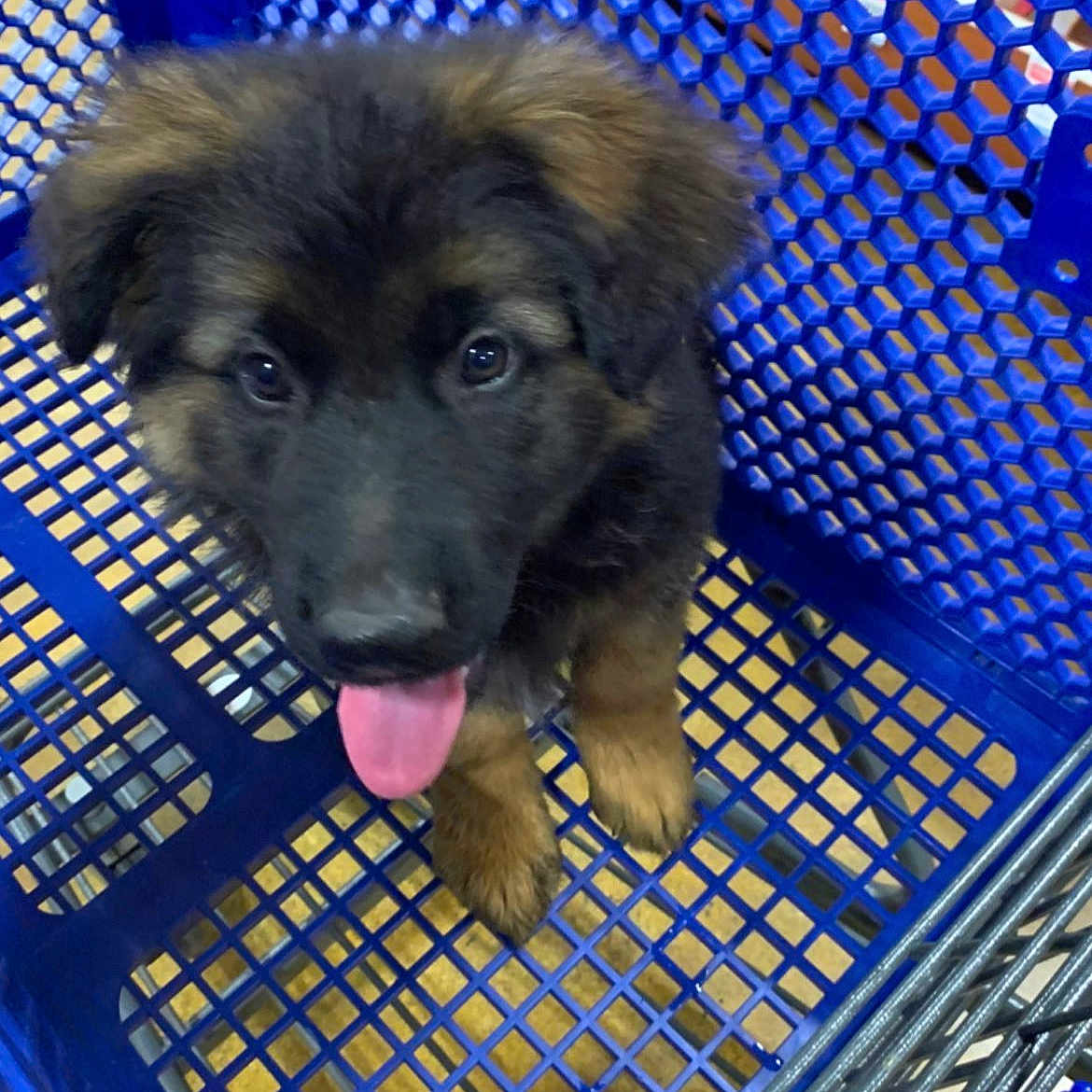 Boston joined the competition — help win amazing prizes! puppy, dog, shopping_cart, blue, tongue_out, tennis_ball, pet, animal, cute, fluffy, store, floor, metal, plastic, playful, young_dog, pet_accessory, heart_emoji, indoor, adorable