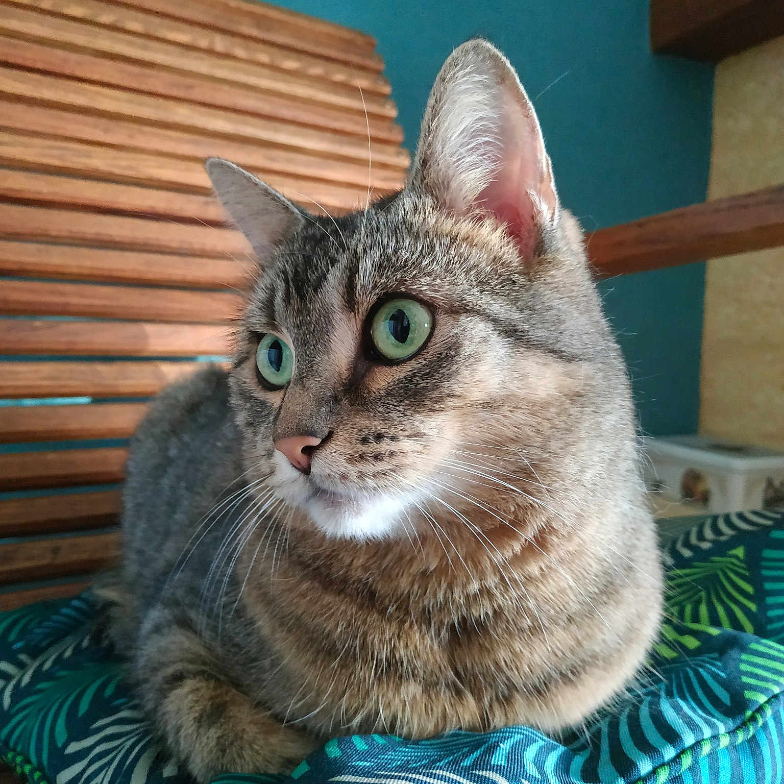 Phoebe