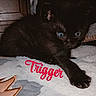 animal, bed, bedding, black_cat, blanket, blue_eyes, cat, close_up, dark_lighting, fur, home, indoors, kitten, lying_down, paw, pet, portrait, red_text, text_overlay, whiskers