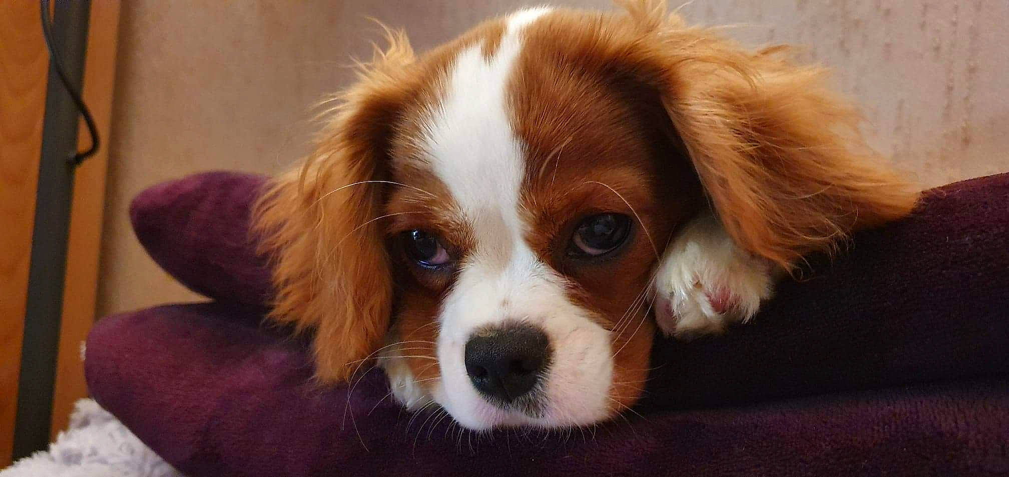 Rosy participe au concours pour gagner de l'argent avec cette photo : bored, canidae, carnivore, companion_dog, dog, dog_breed, fur, liver, small_greek_domestic_dog, snout, spaniel, sporting_group, terrestrial_animal, toy_dog, whiskers