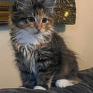 Lilibet joined the competition — help win amazing prizes! animal, cat, closeup, cozy, curious, cute, domestic, ears, feline, fluffy, fur, indoor, kitten, paws, pet, portrait, sitting, soft, whiskers, young