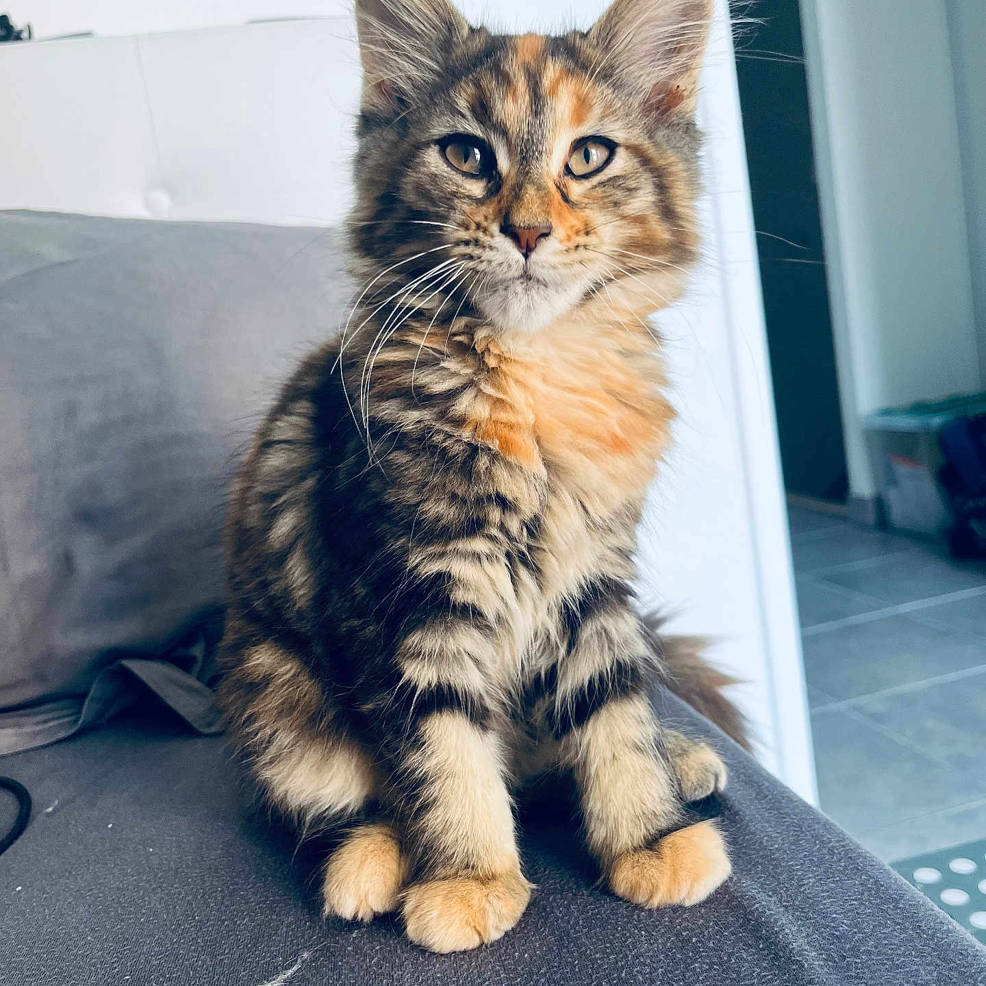 Zaihya participe au concours pour gagner de l'argent avec cette photo : abyssinian, angora, animal, cat, cushion, hardwood, homedecor, kitten, manx, pet, wood