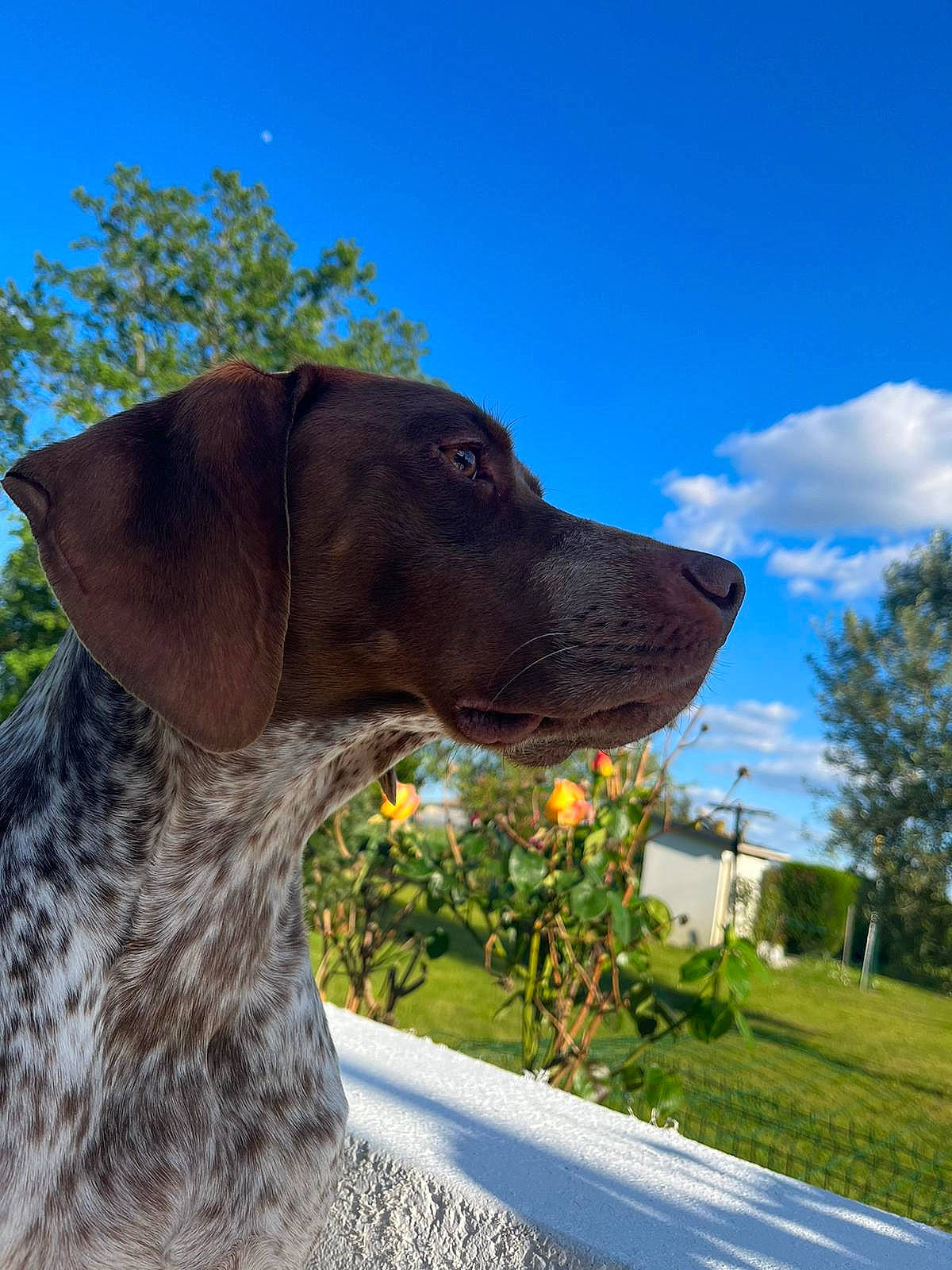 Ouska participe au concours pour gagner de l'argent avec cette photo : canidae, carnivore, cloud, collar, companion_dog, dog, dog_breed, dog_collar, fawn, grass, gun_dog, hat, liver, plant, pointing_breed, sky, snout, sporting_group, tree, working_animal