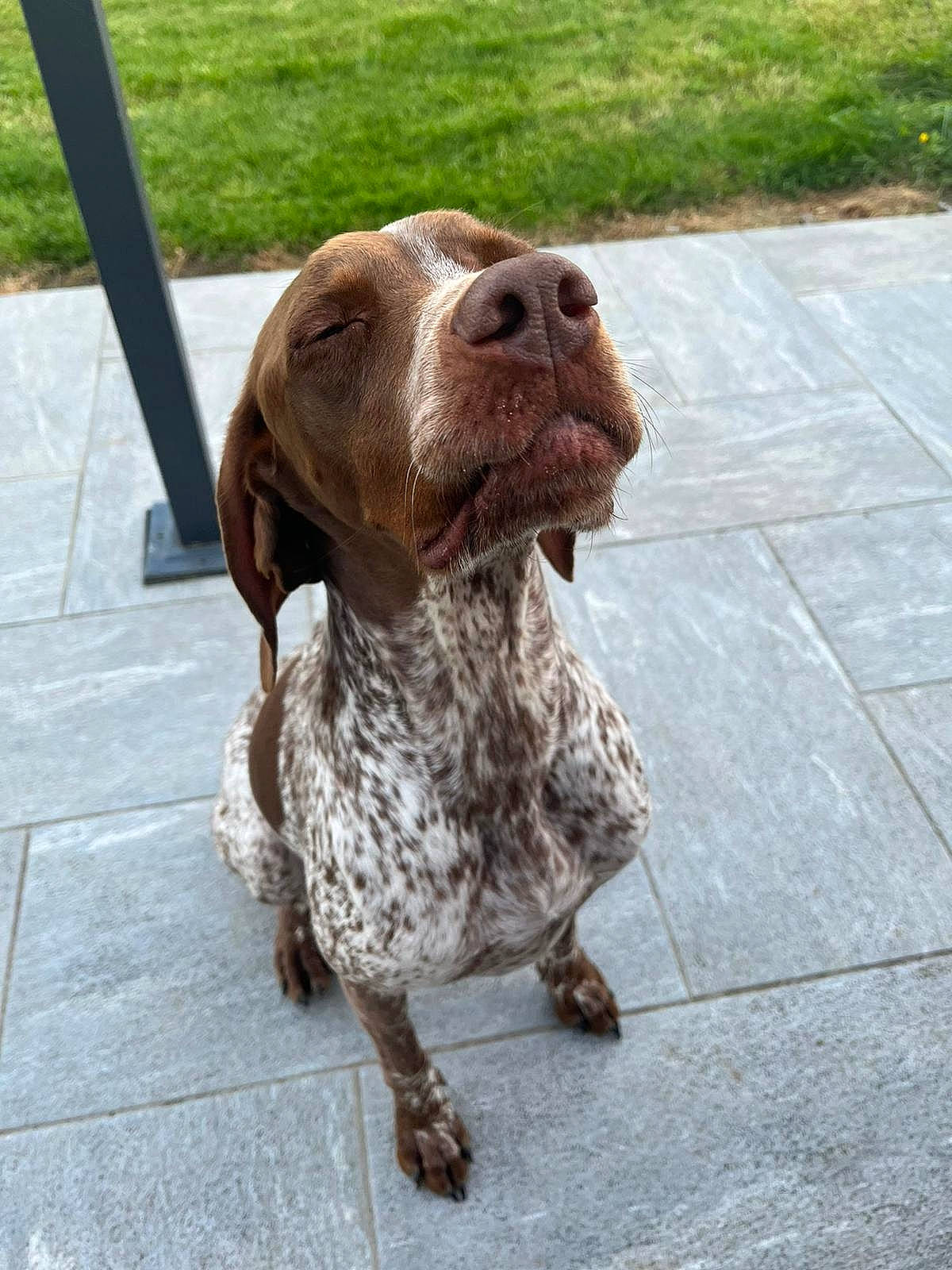 Ouska participe au concours pour gagner de l'argent avec cette photo : braque_francais, canidae, carnivore, collar, companion_dog, dog, dog_breed, dog_collar, fawn, gun_dog, hound, leash, liver, pointing_breed, road_surface, snout, spaniel, sporting_group, terrestrial_animal, working_animal