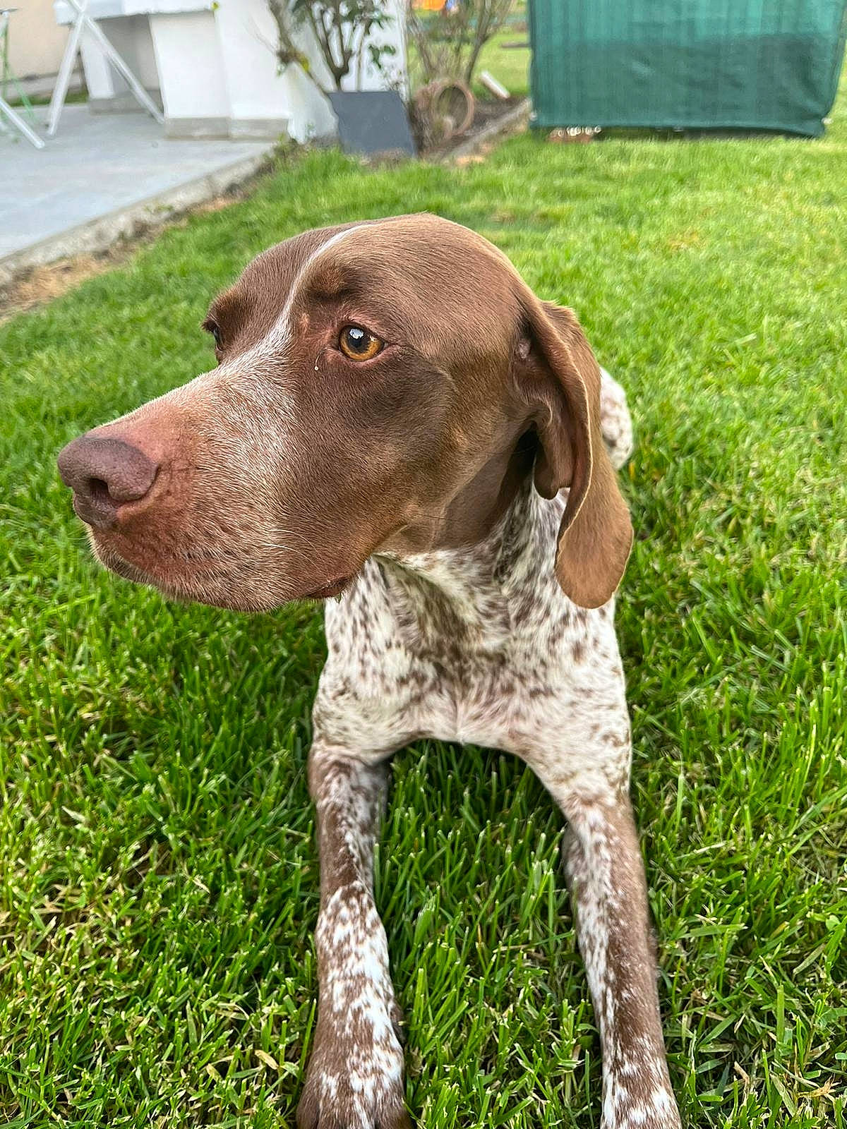 Ouska a rejoint le concours — aidez-le/la à gagner de superbes lots ! braque_francais, carnivore, collar, companion_dog, dog, dog_breed, dog_collar, fawn, german_shorthaired_pointer, grass, gun_dog, liver, pet_supply, plant, pointing_breed, snout, sporting_group, terrestrial_animal, whiskers, working_animal