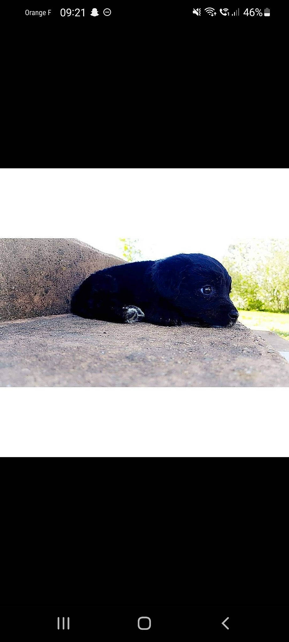 Kyra a rejoint le concours — aidez-le/la à gagner de superbes lots ! art, asphalt, electric_blue, font, grass, landscape, marine_mammal, rectangle, road_surface, rock, sculpture, seal, shadow, tar, terrestrial_animal, tints_and_shades, tree, turtle, wildlife