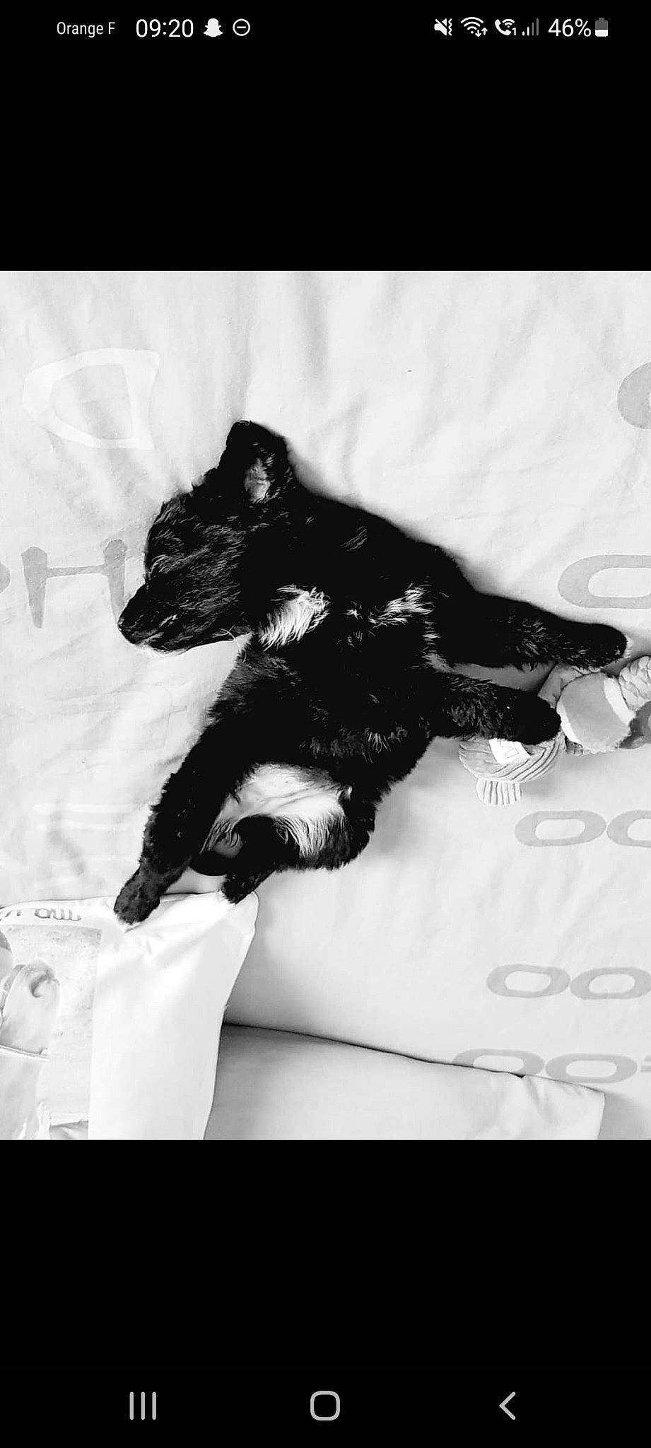 Kyra participe au concours pour gagner de l'argent avec cette photo : art, black_and_white, companion_dog, dog_breed, drawing, felidae, font, fur, gesture, illustration, monochrome, monochrome_photography, painting, room, small_to_medium_sized_cats, snout, still_life_photography, style, toy, whiskers