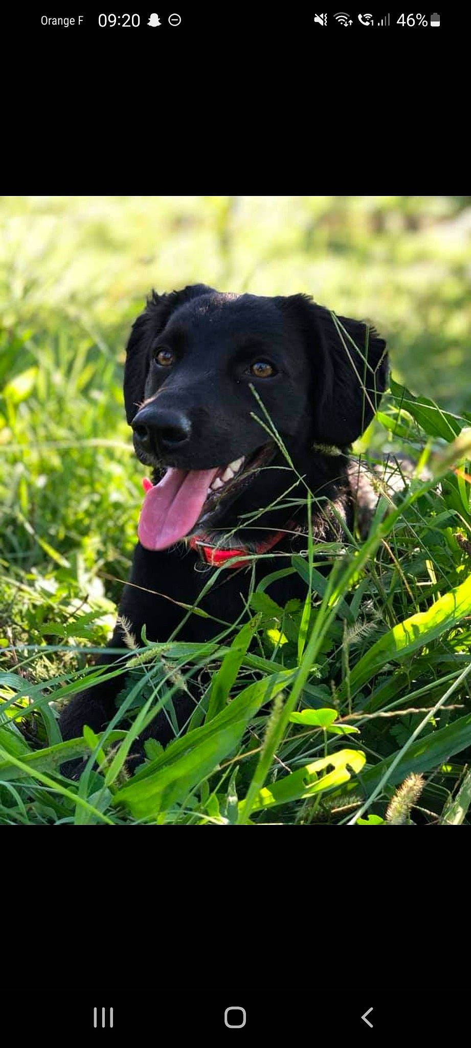 Kyra participe au concours pour gagner de l'argent avec cette photo : borador, canidae, carnivore, collar, companion_dog, dog, dog_breed, dog_collar, fur, grass, gun_dog, labrador_retriever, plant, pointing_breed, retriever, snout, sporting_group, terrestrial_animal, whiskers, working_animal