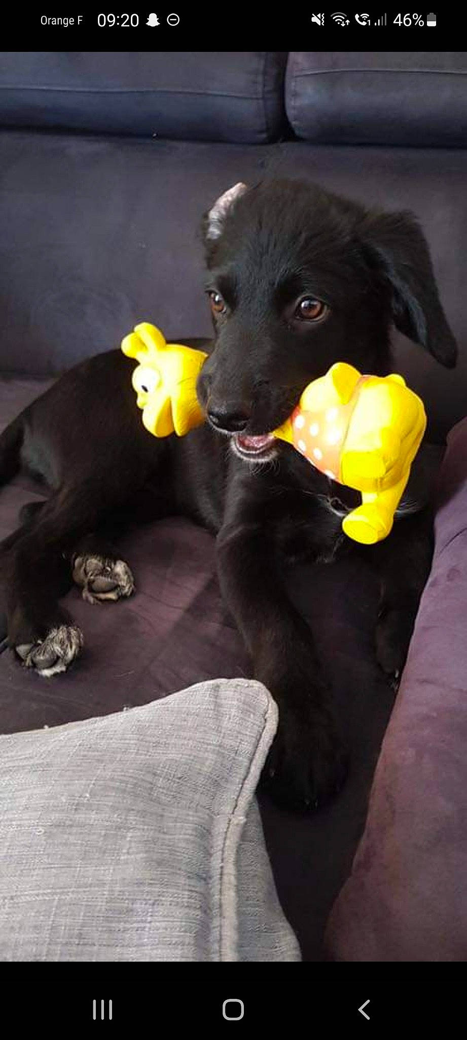 Kyra participe au concours pour gagner de l'argent avec cette photo : canidae, carnivore, companion_dog, dog, dog_breed, dog_supply, dog_toy, fashion_accessory, fawn, fur, guard_dog, personal_protective_equipment, plant, sitting, snout, sporting_group, stuffed_toy, tail, toy, yellow