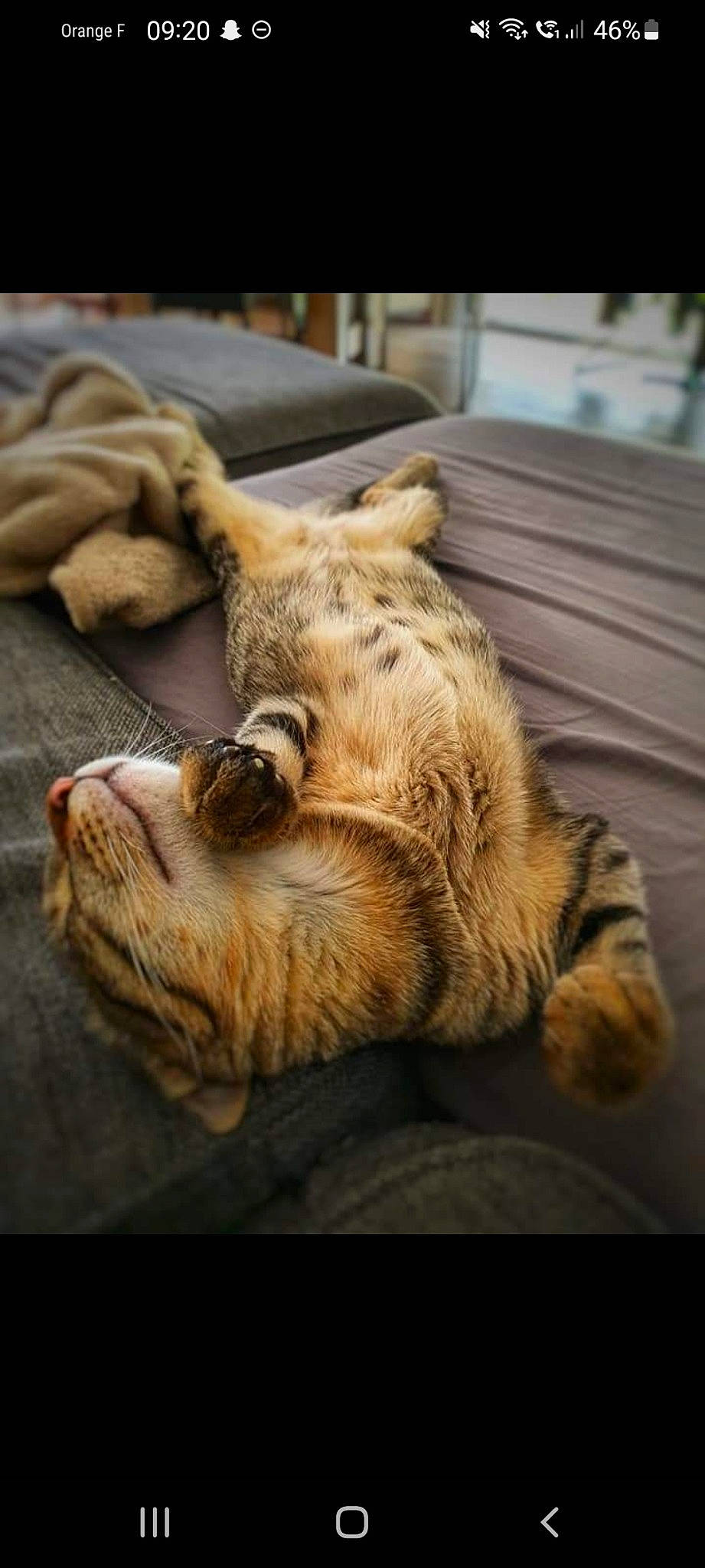 Jack a rejoint le concours — aidez-le/la à gagner de superbes lots ! canidae, carnivore, cat, comfort, domestic_short_haired_cat, fawn, felidae, fur, gesture, linens, mammal, paw, small_to_medium_sized_cats, snout, sporting_group, tail, vertebrate, whiskers, wood, wrinkle