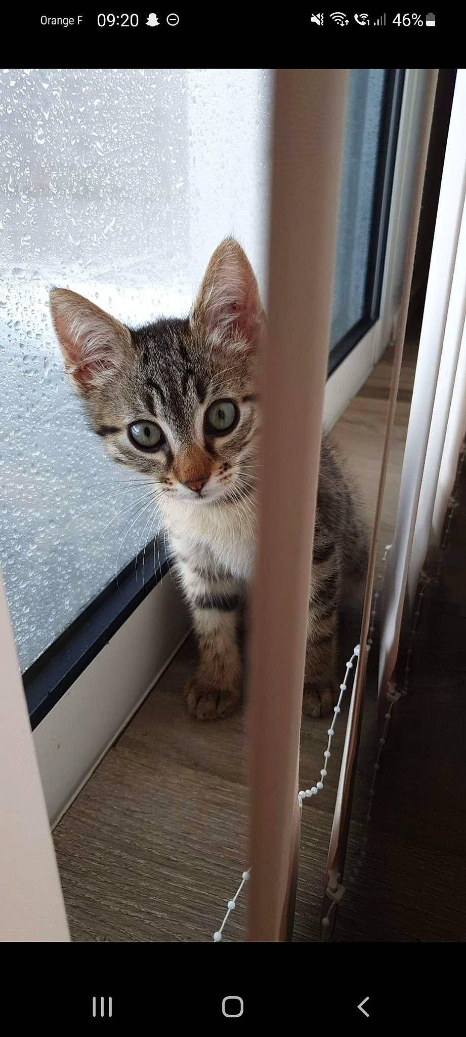 Jack a rejoint le concours — aidez-le/la à gagner de superbes lots ! carnivore, cat, cat_supply, domestic_short_haired_cat, door, felidae, flooring, fur, hardwood, metal, paw, small_to_medium_sized_cats, snout, tail, terrestrial_animal, whiskers, wood