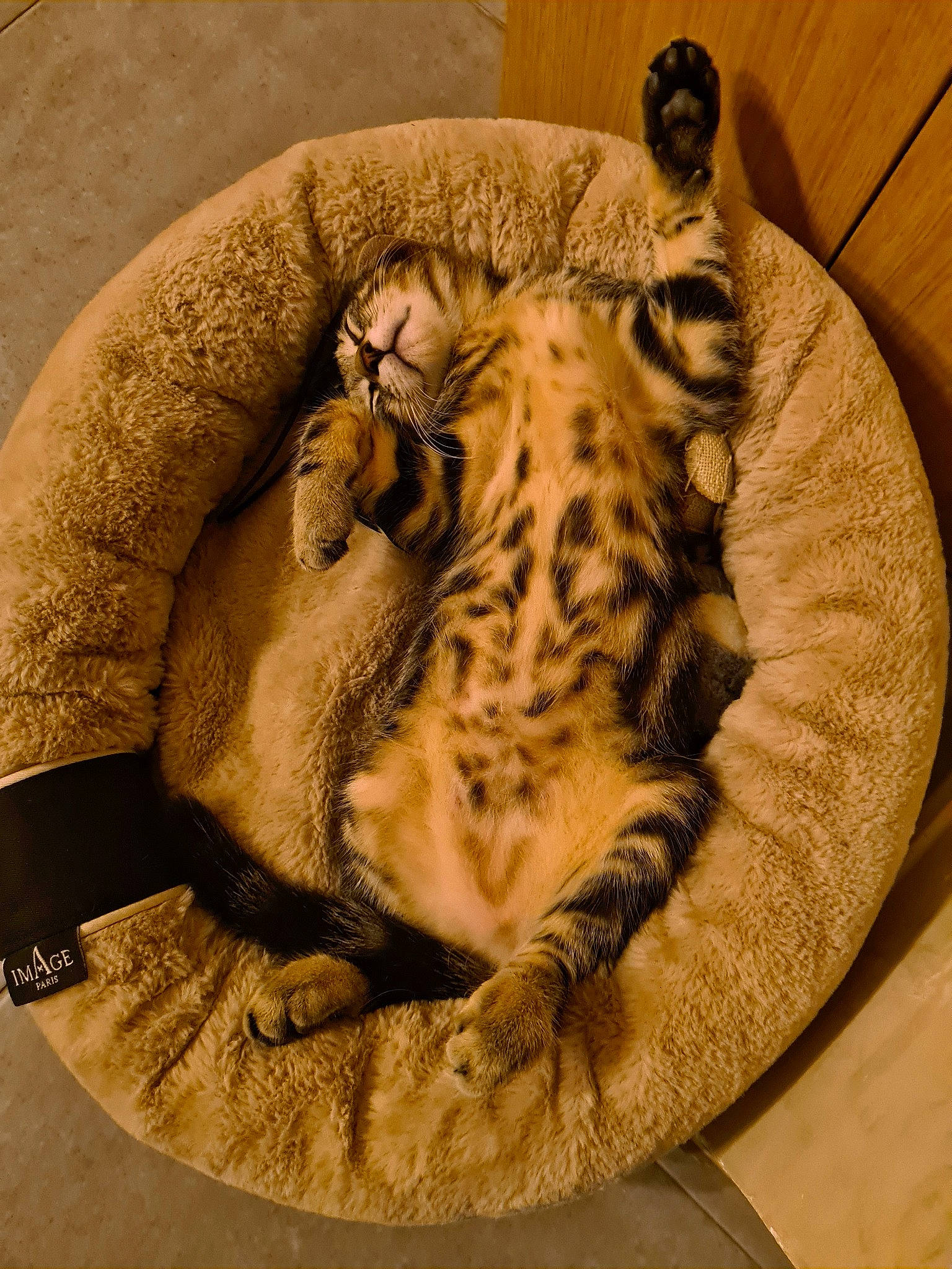 Scotch participe au concours pour gagner de l'argent avec cette photo : carnivore, cat, cat_bed, cat_supply, ceramic, comfort, domestic_short_haired_cat, felidae, fur, leopard, linens, nap, paw, sleep, small_to_medium_sized_cats, snout, tail, terrestrial_animal, whiskers, wildlife