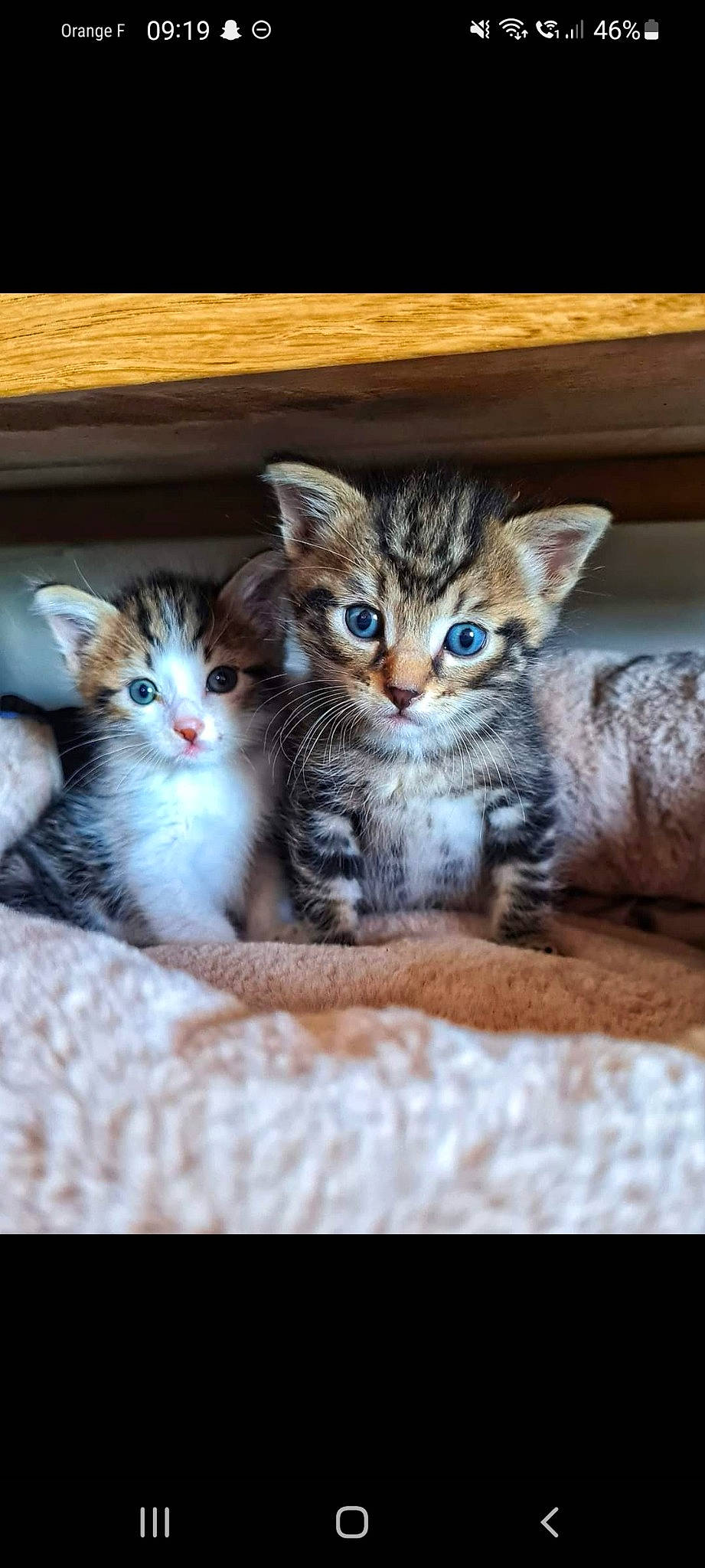 Scotch a rejoint le concours — aidez-le/la à gagner de superbes lots ! carnivore, cat, claw, domestic_short_haired_cat, felidae, foot, fur, mammal, paw, rectangle, small_to_medium_sized_cats, vertebrate, whiskers, wood