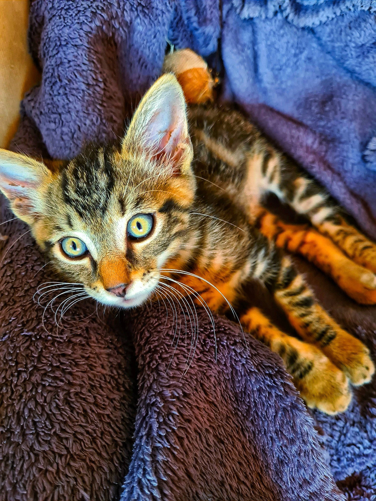 Scotch a rejoint le concours — aidez-le/la à gagner de superbes lots ! carnivore, cat, claw, close_up, comfort, domestic_short_haired_cat, eye, fawn, felidae, fur, paw, sitting, small_to_medium_sized_cats, snout, tail, terrestrial_animal, tree, whiskers, wildlife